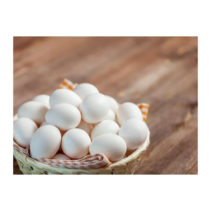 Telur Kampung Unggul