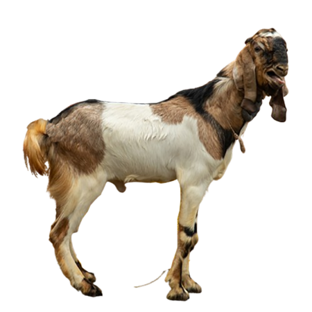Kambing jantan