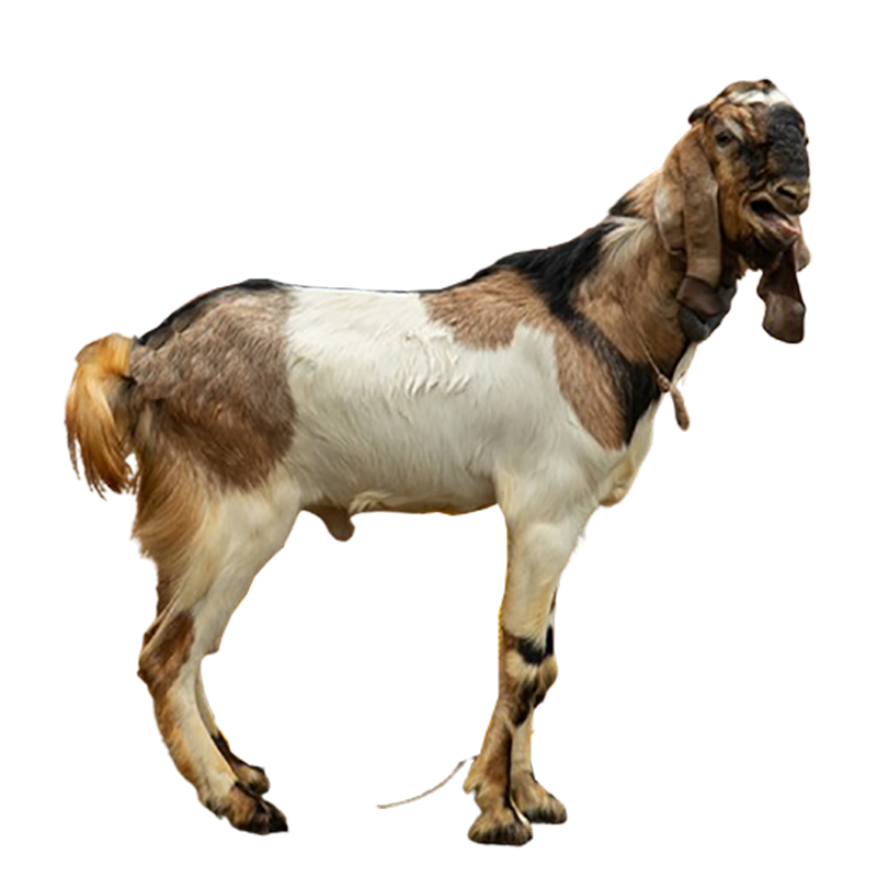 Kambing jantan