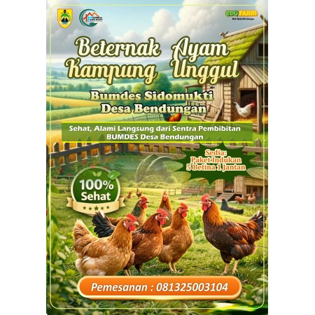 Jual Ayam KUB Unggul Paket Lengkap | BUMDes Sidomukti
