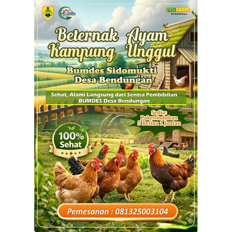 Jual Ayam KUB Unggul Paket Lengkap | BUMDes Sidomukti