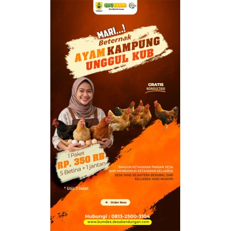 Jual Ayam KUB Unggul Paket Lengkap | BUMDes Sidomukti