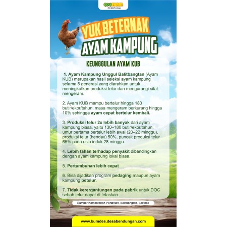 Jual Ayam KUB Unggul Paket Lengkap | BUMDes Sidomukti