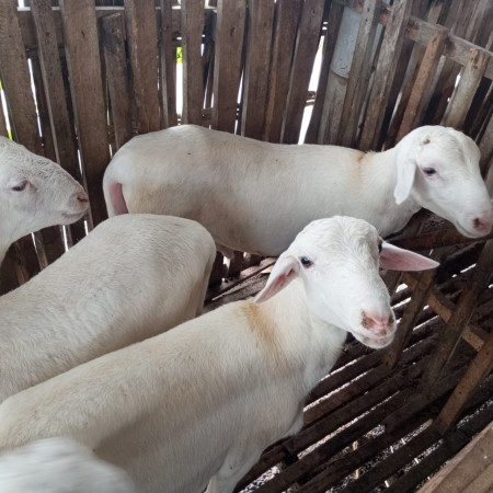 Jual Domba Qurban Murah | Domba Qurban Ekonomis hingga Premium