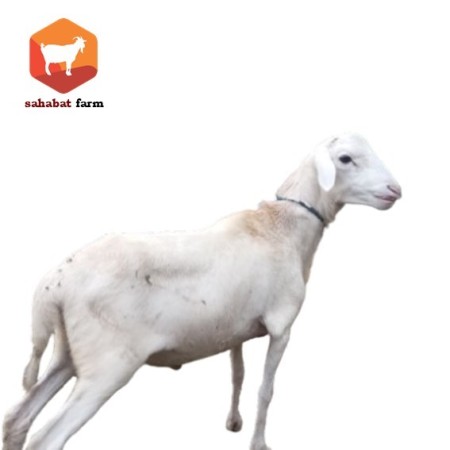 Jual Domba Qurban Murah | Domba Qurban Ekonomis hingga Premium