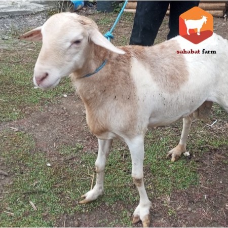 Jual Domba Qurban Murah | Domba Qurban Ekonomis hingga Premium