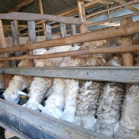 Jual Domba Qurban Murah | Domba Qurban Ekonomis hingga Premium