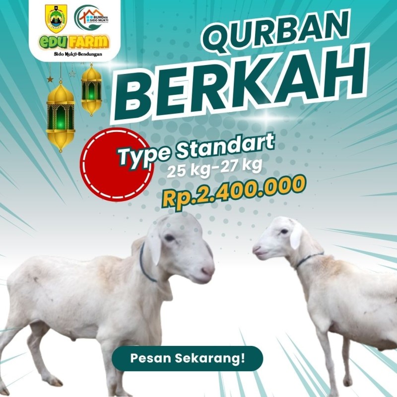 Jual Domba Qurban Murah | Domba Qurban Ekonomis hingga Premium