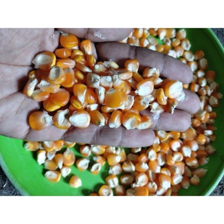 Jagung Kering Pipil Murah