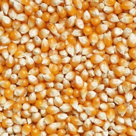 Jagung Kering Pipil Murah